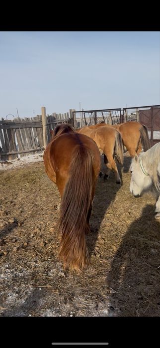 Мұғалжар айғыр сатылады