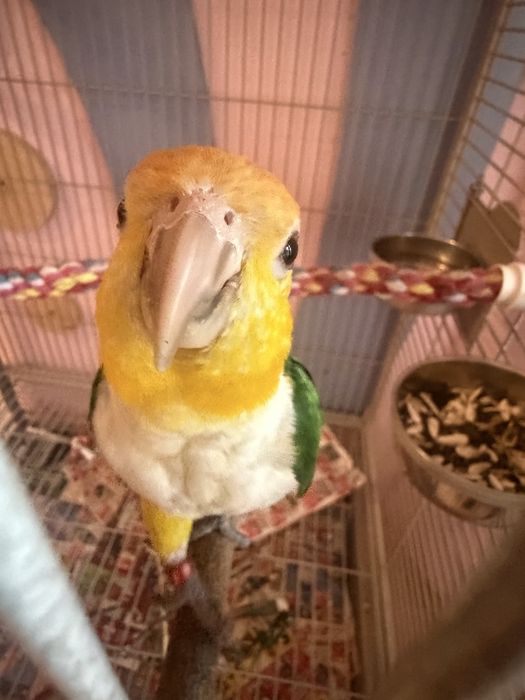 Vand papgali caigue persche