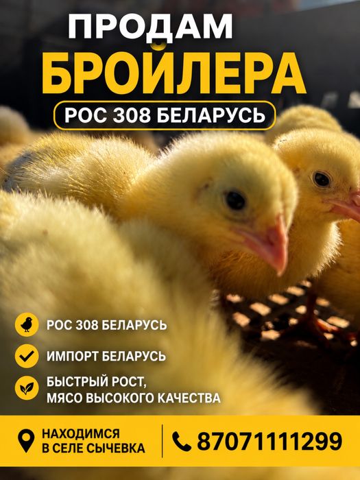 Бройлер беларуский