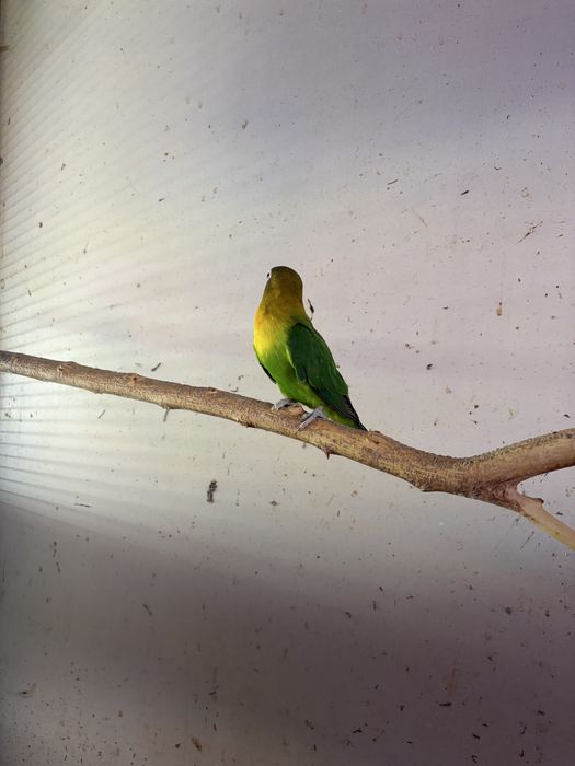 Продаются неразлучники