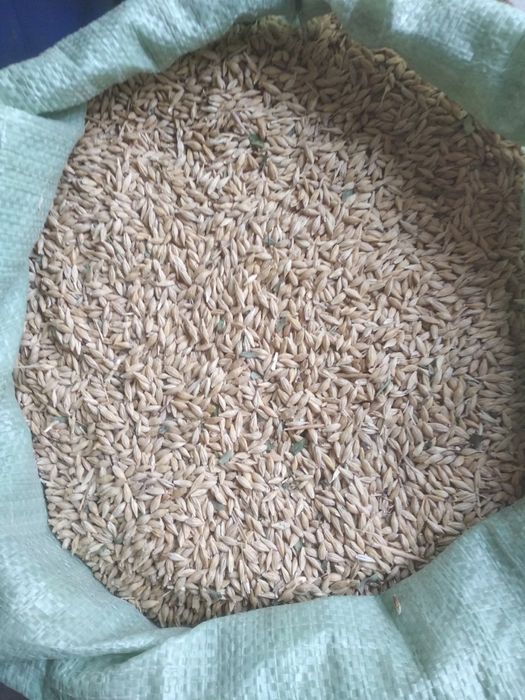 Makkajo’xori va arpa sotiladi