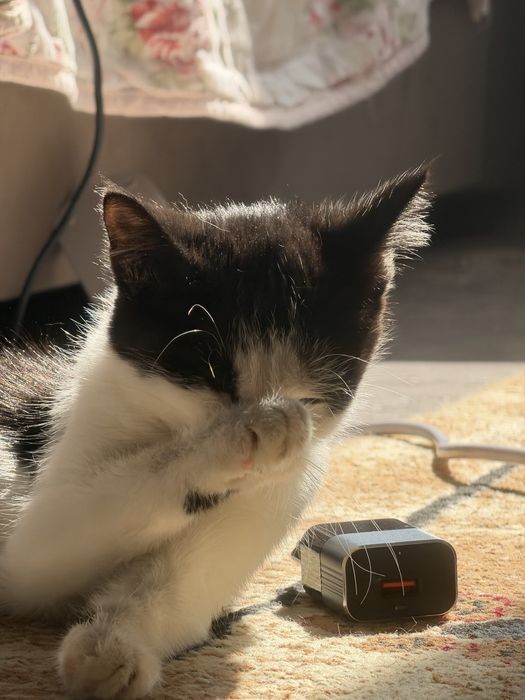 Котенок 2 месяца