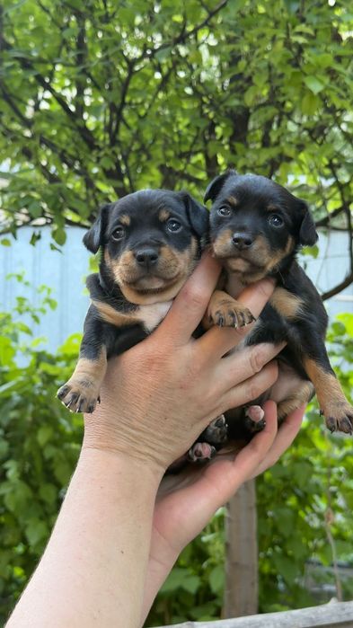 Русский той терьер