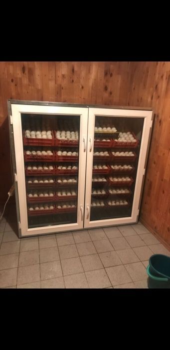 Инкубаторы. Обмен.