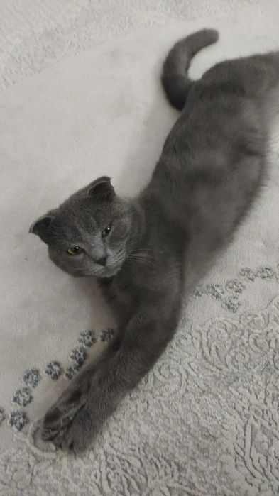 Шотландец вислоухий сотилади