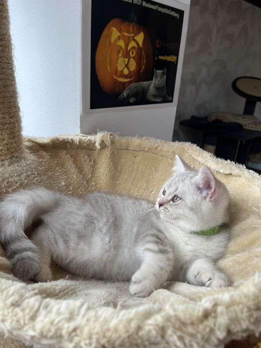British shorthair white tabby 2 luni