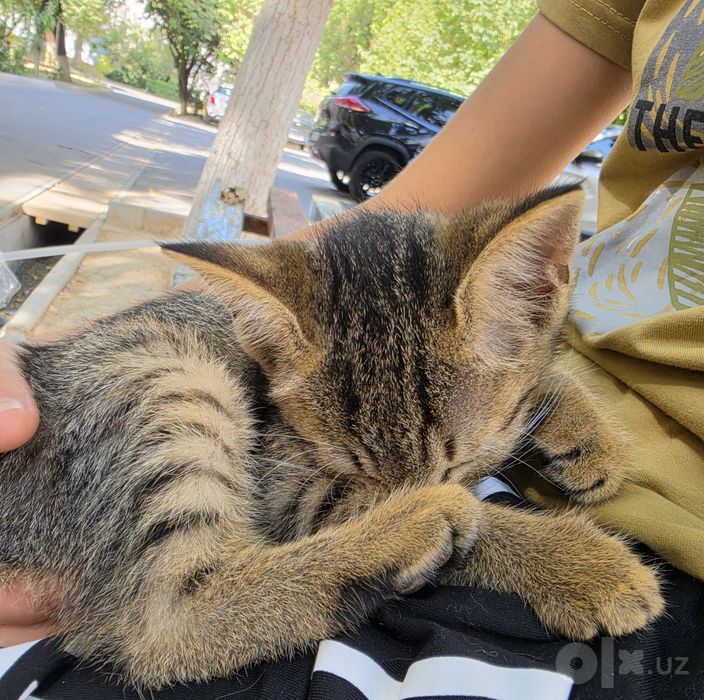 Отдам котёнка в хорошие руки