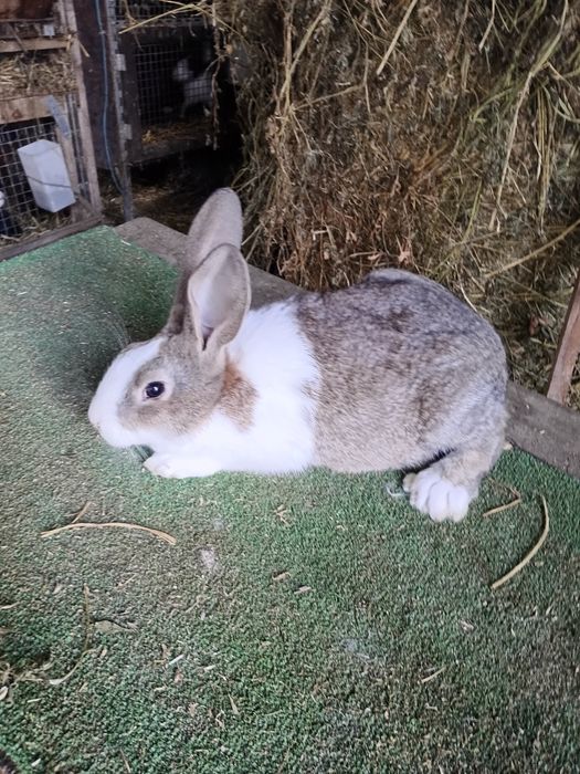 Tineret Hycole francez si Pannon