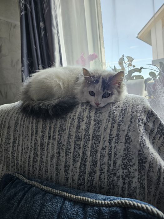 Продаётся котёнок