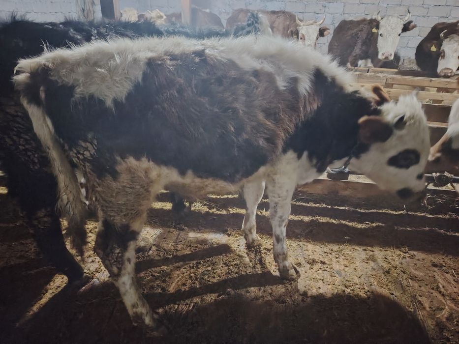 Продам годовалых бычков