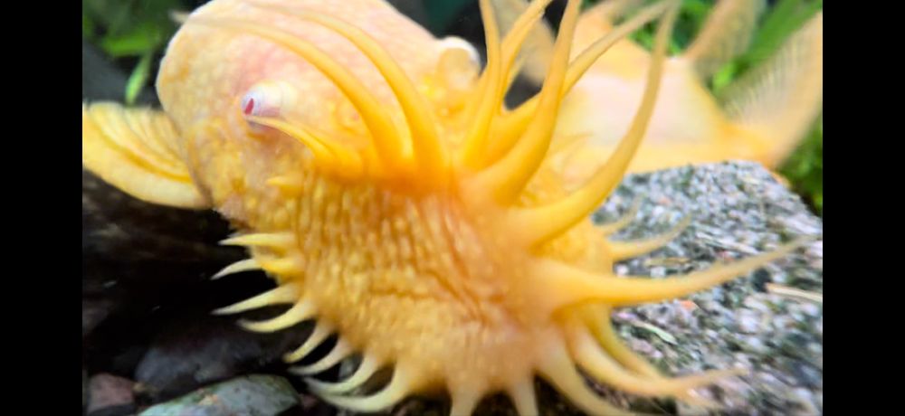 Сомики Анцитрусы