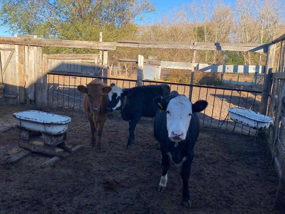 Продаются коровы и телята