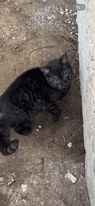 Особенный котенок ищет дом