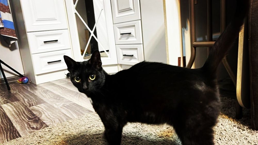 Красивый котёнок)