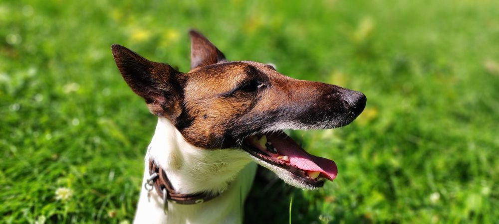 Гладкошёрстный фокстерьер. Вязка!