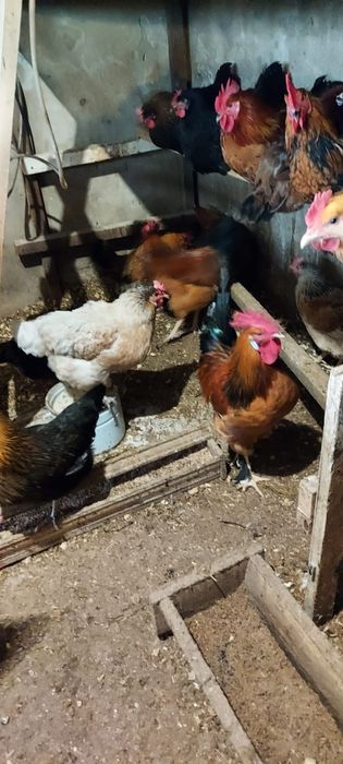 Продам  цыплят цветных  домашних 800 тнг штука