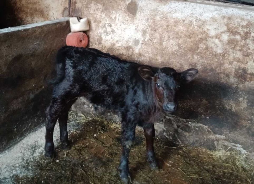 Продавам добре гледани мъжки телета