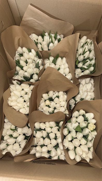 Беларусский тюльпан оптом