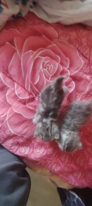 Шотландские котята