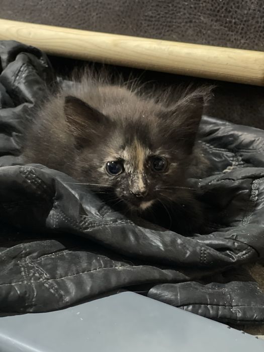 Котята в добрые руки бесплатно