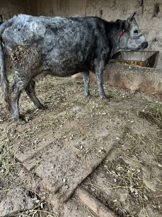 Бұзаулы Сиыр Сатылады