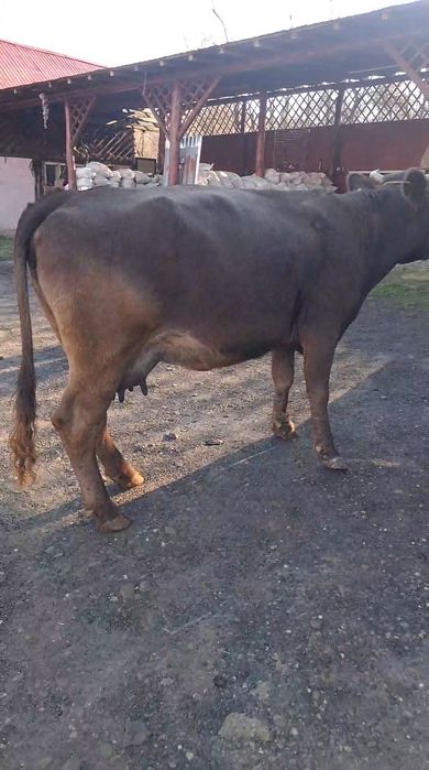 Vand sau schimb cu vacă de Tăiere