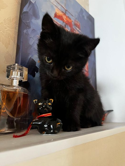 Кисуле нужен дом!