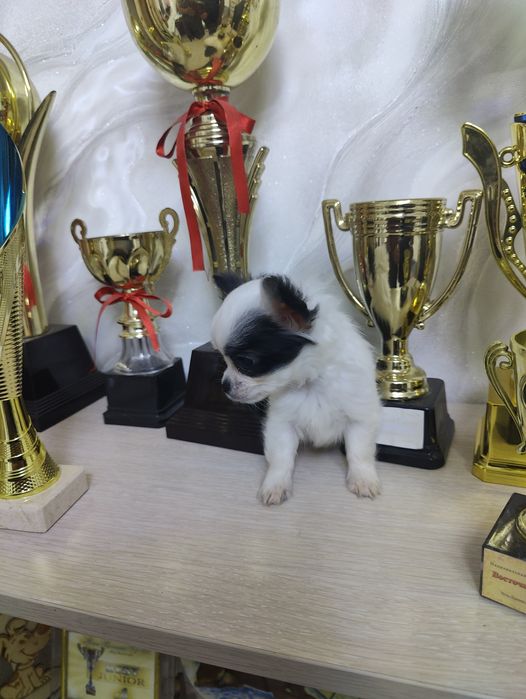 Продаётся щенок чихуахуа мальчик