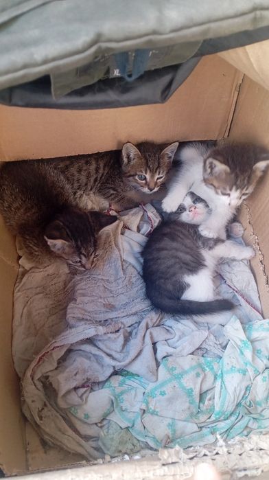 отдам котят даром