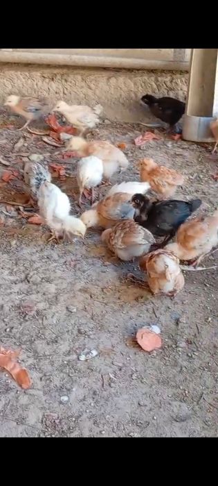 Балапан сатылады.