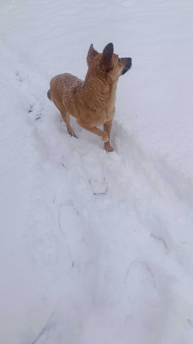 Найдена собачка девочка. Видно потеряшка