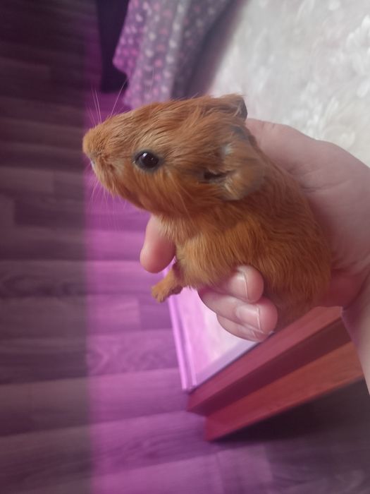 Продам свинку-девочку