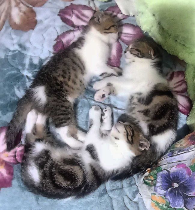 Продаются котята скоттиш фолд веслоухие(загнутые ушки)