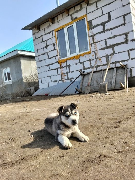 Продам 1шт мальчик 50000т