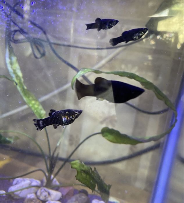 Моллинейзия черная и черно золотиская/зеркальная