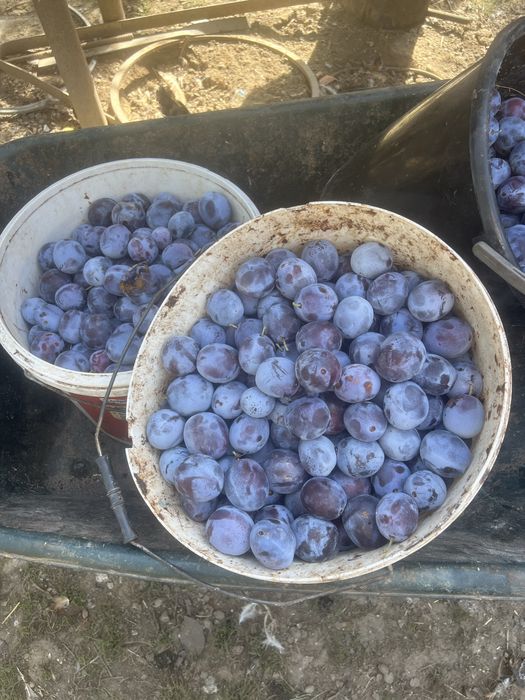 Prune anaspet de tuica