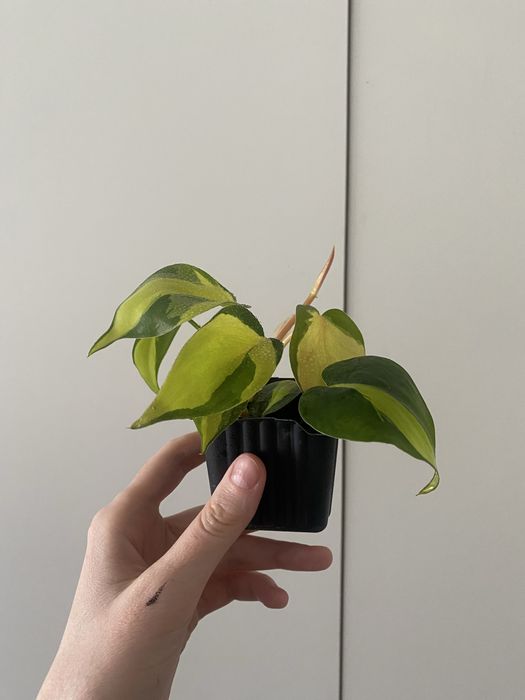 Бразил биазил лиана