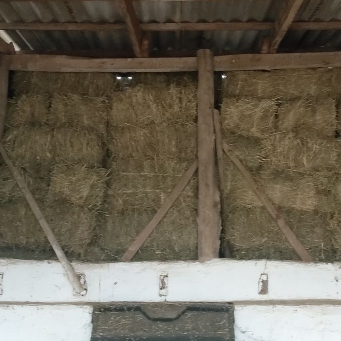 ЖОҢЫШҚА (клевер)