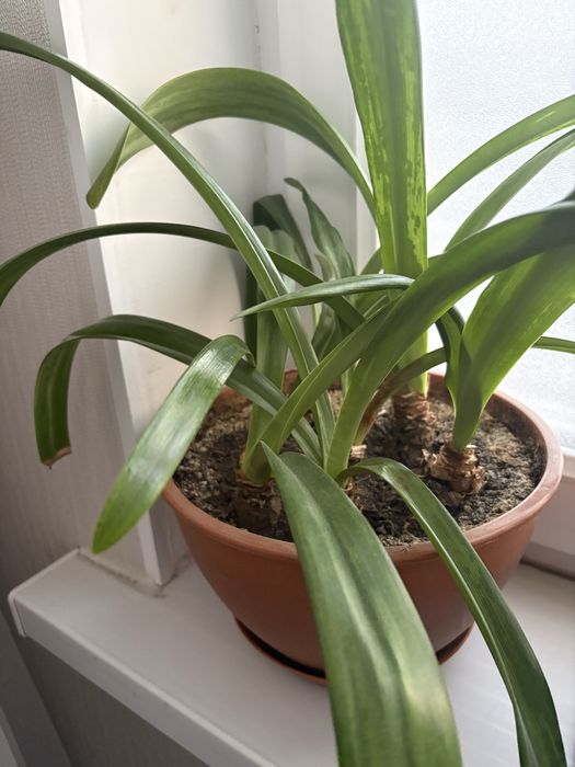 Продам цветы в хорошем состоянии