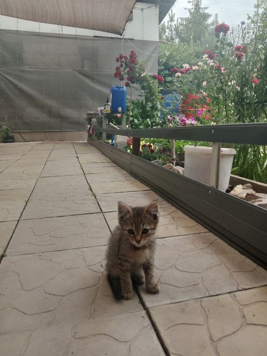 Отдам котят девочки