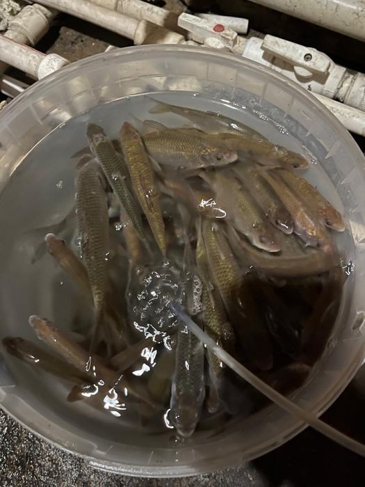 Продаётся малёк для наживца