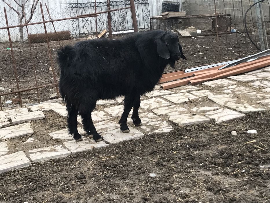 Козел теке ешкі