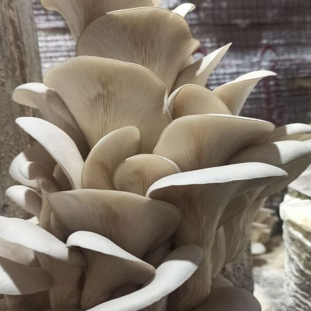 Семена Грибов Вешенка/Готовые Блоки Вешинка