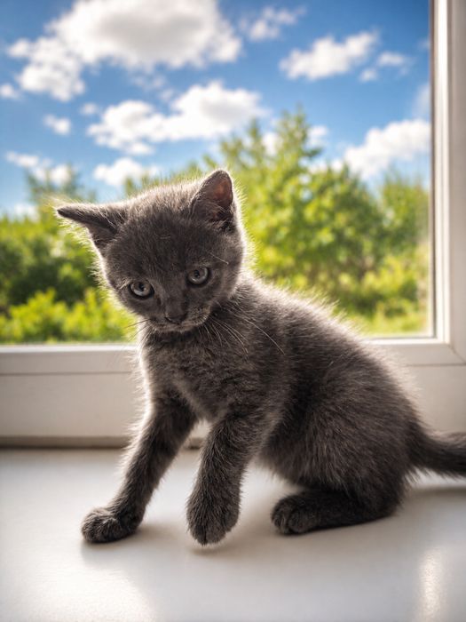 Котенок в добрые руки