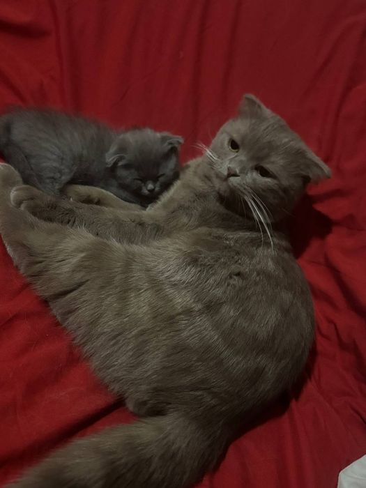 :Qiz mushuklarni mexmonga qabul qilamiz