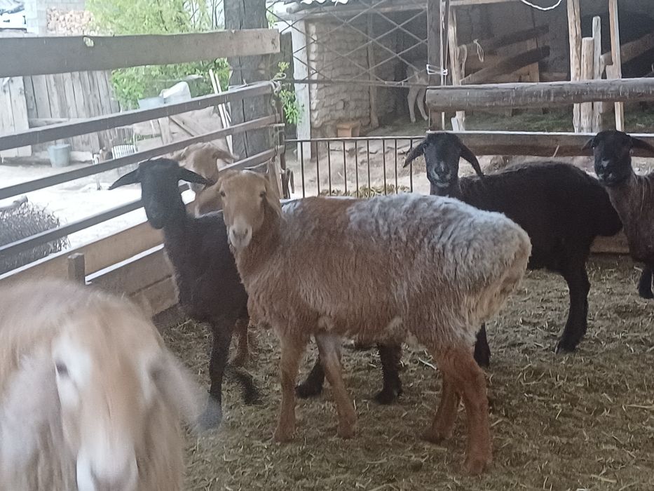 Саулық қойлар сатылады