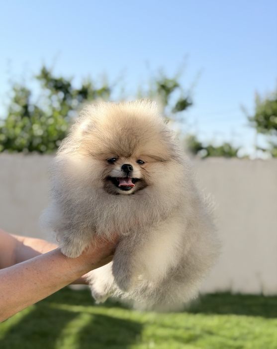 Fetita pomeranian mini/toy!