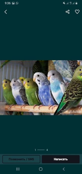 Продам попугай молодые волнистые