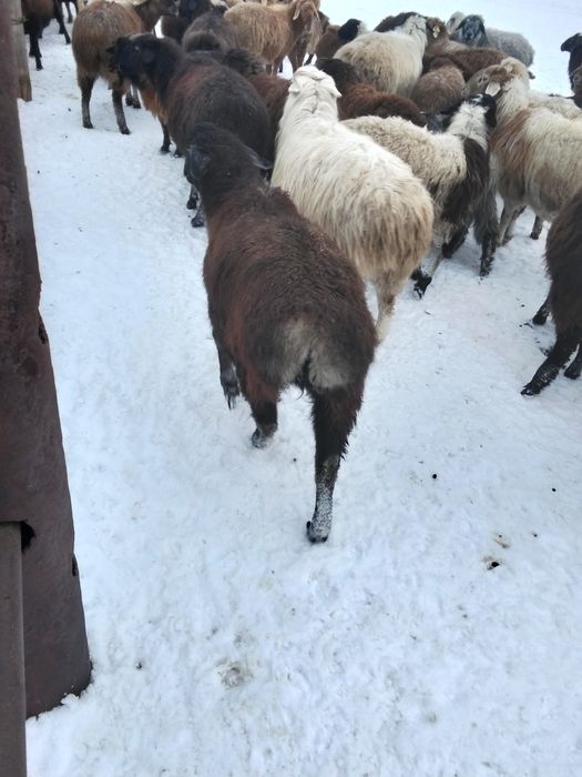 Буаз қойлар сатылады