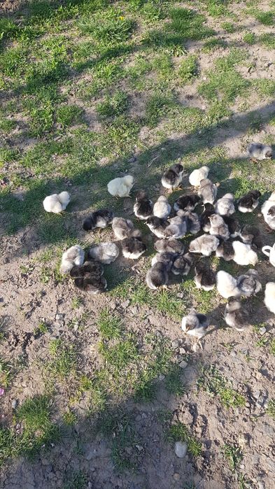 Pui astrolop negri si albastri